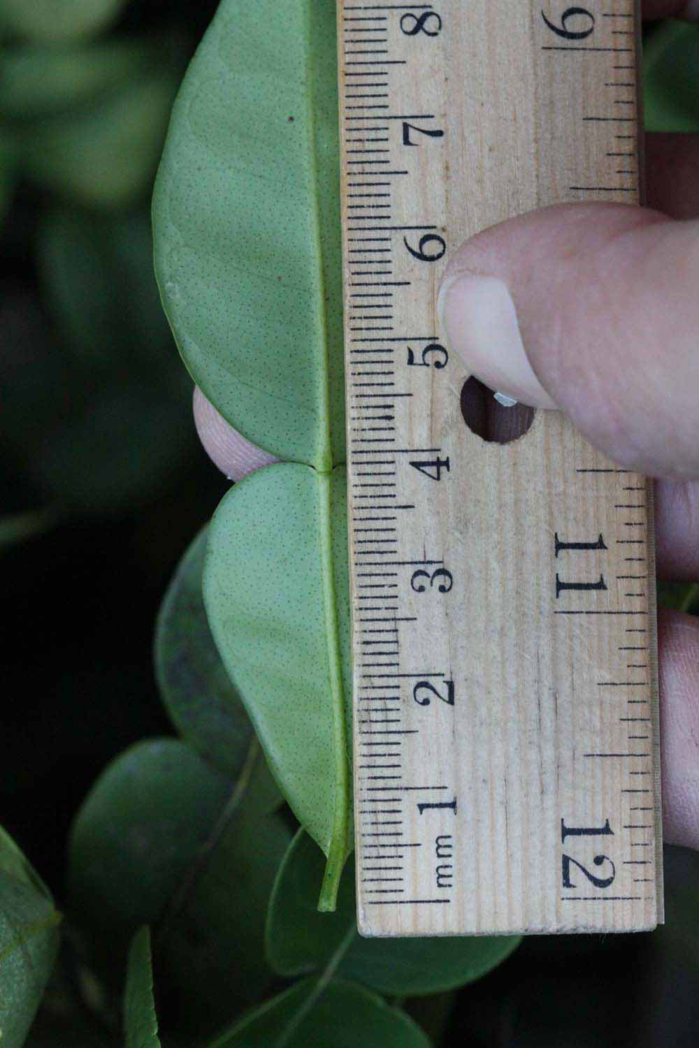              Unifoliolate leaf (Riverside, CA)       